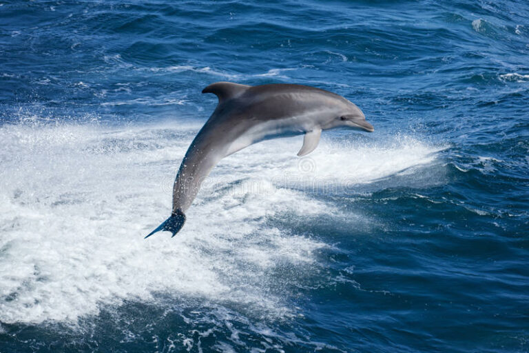 Lire la suite à propos de l’article Les impacts de la pollution sonore sur les dauphins