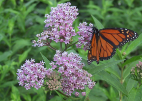 Lire la suite à propos de l’article Impacts de la pollution sonore sur les papillons Monarques