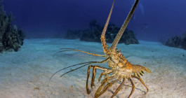 Lire la suite à propos de l’article Les impacts de la pollution sonore sur les homards