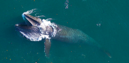 Lire la suite à propos de l’article Les baleines, des grandes dames menacées