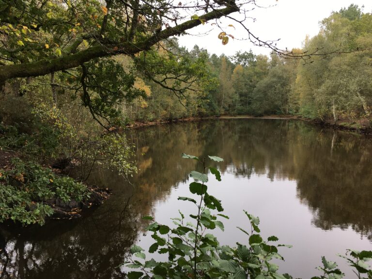 Lire la suite à propos de l’article Dans la forêt de Brocéliande